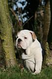 BULLDOG ANGLAIS 096